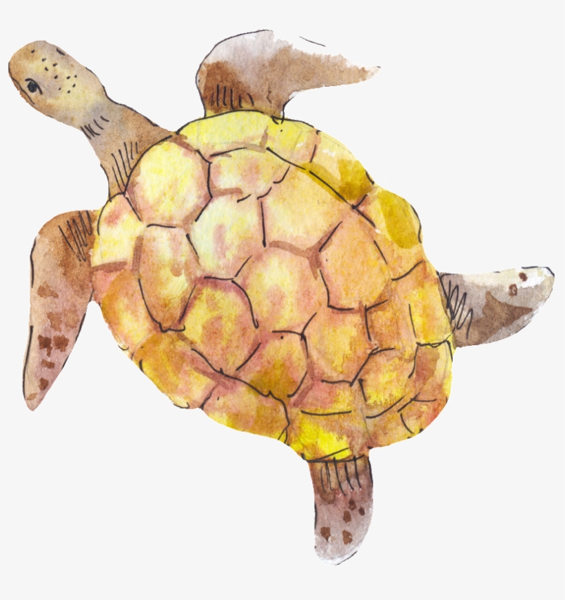 巴西 龜 圖案 設計, transparent png download