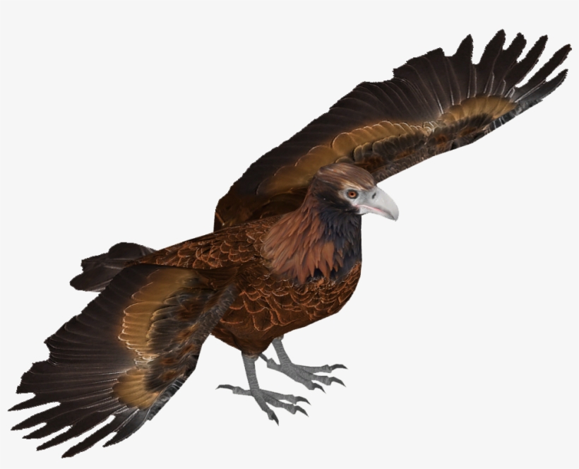 Wedge Tailed Eagle - Eagle, transparent png download