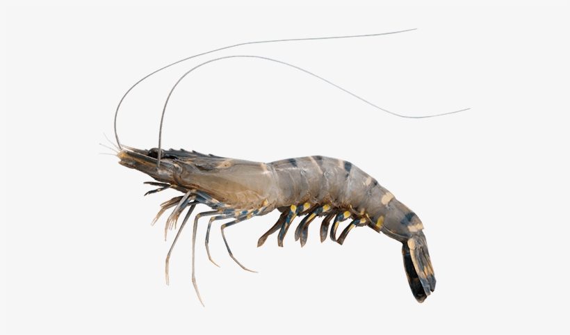 蝦 - Litopenaeus Setiferus, transparent png download
