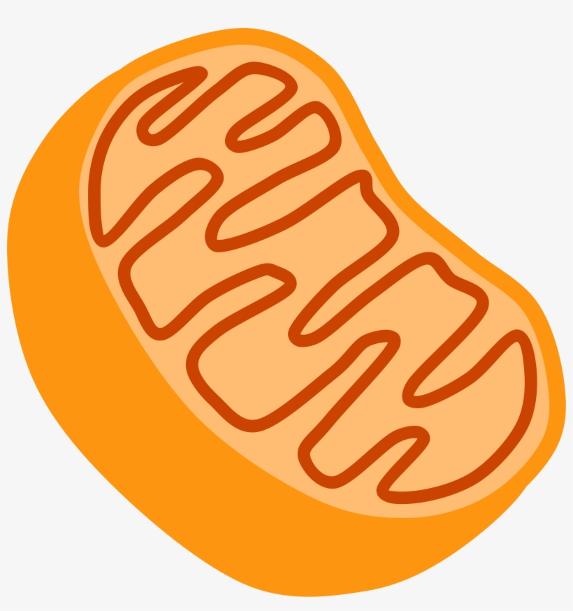 Vector Stock Holi Pichkari Water Gun Transparentpng - Mitochondria Clipart, transparent png download