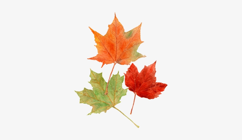 Ana Rosa Watercolor Leaves, Watercolor Print, Watercolor - Watercolor Fall Leaves Png, transparent png download