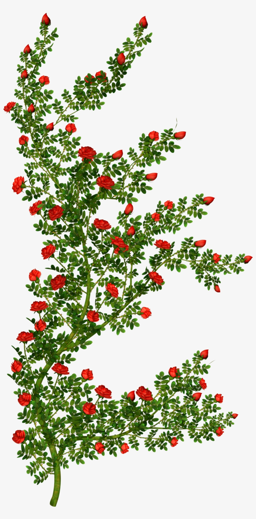 Download Shrub Clipart Rose Plant Rose Bush Clipart Transparent PNG