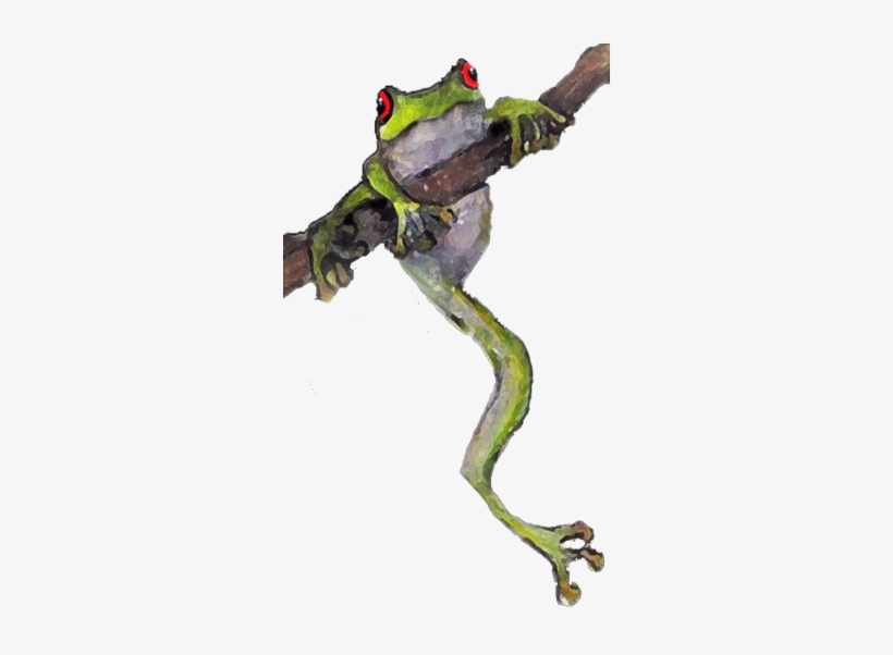 Frog On A Limb, transparent png download