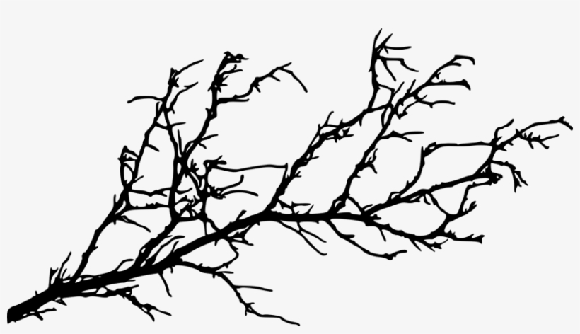Free Images Toppng Transparent - Tree Branch Silhouette Png, transparent png download
