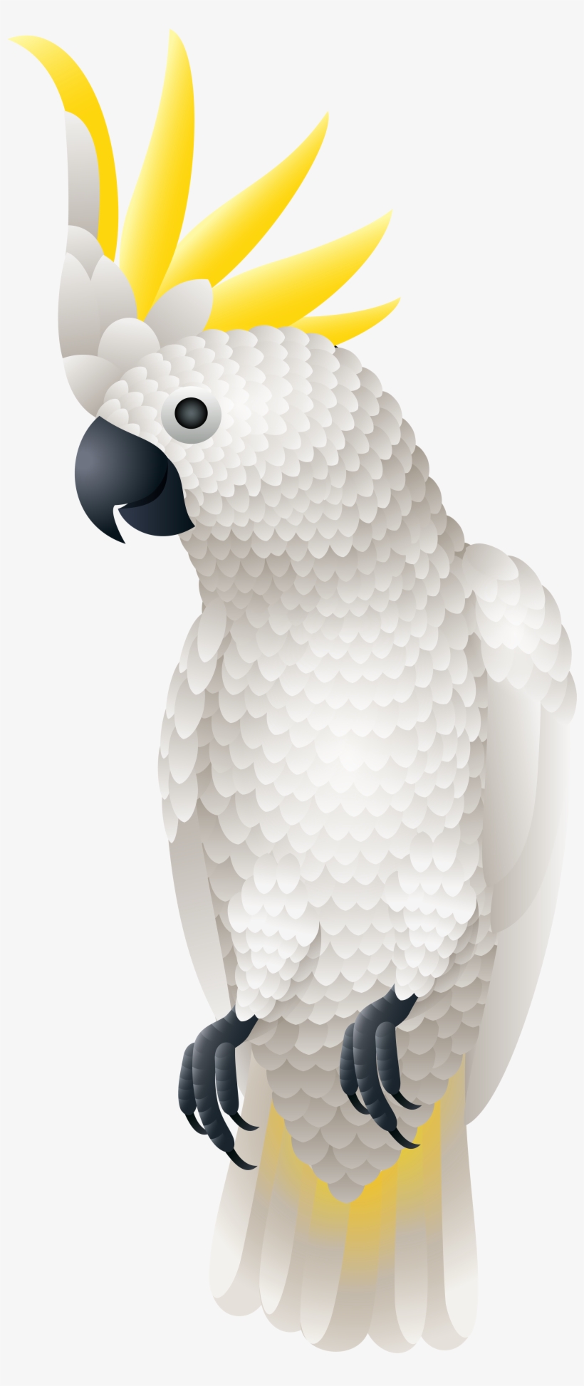 Sulphur-crested Cockatoo, transparent png download