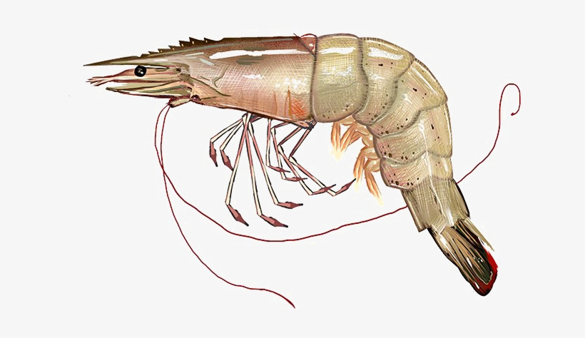 Shrimp Png Image With Transparent Background - Shrimp Png, transparent png download
