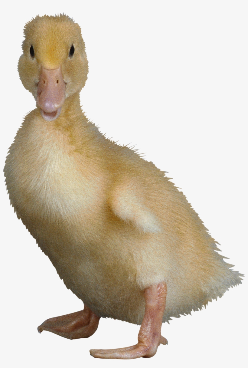 Clip Free Download Duckling Clipart Transparent Background - Duck With Clear Background, transparent png download