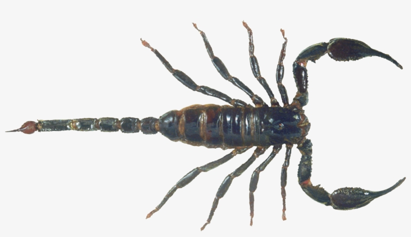 Scorpion Png, transparent png download