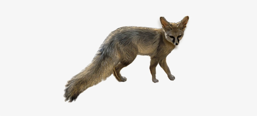 Blandford's Fox - Red Fox, transparent png download