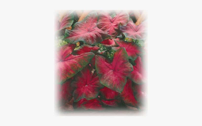 Postmanjoynerlarger - Postman Joyner Caladium, transparent png download