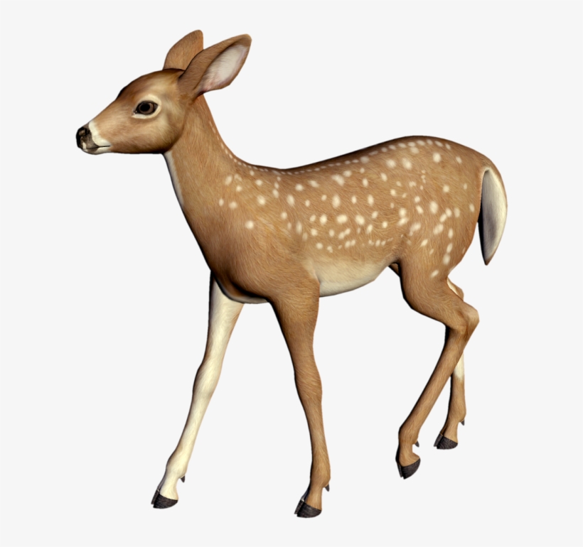 Фото, Автор K - Cerbiatto Png, transparent png download