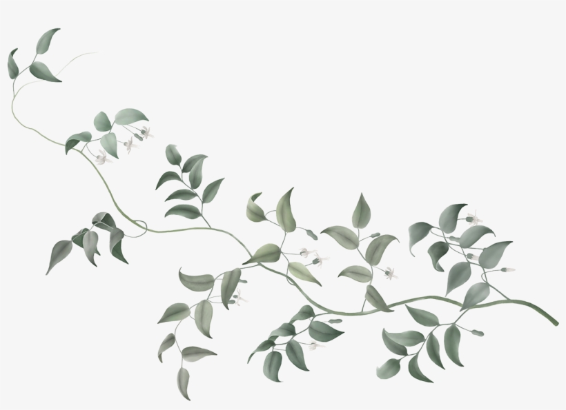 White Vines Transparent Background, transparent png download