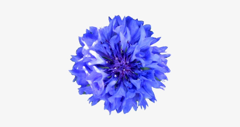 Purple Flower Clipart Real Flower - Blue Realistic Flower Clipart, transparent png download