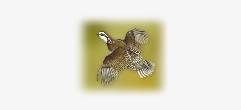 Bird Art - Red Shouldered Hawk, transparent png download