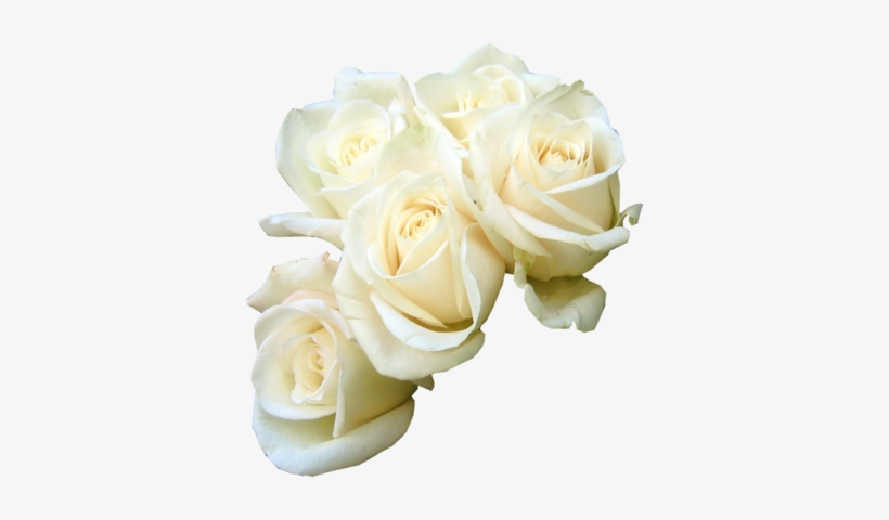 White Rose Png Transparent Images - Transparent Images White Rose, transparent png download