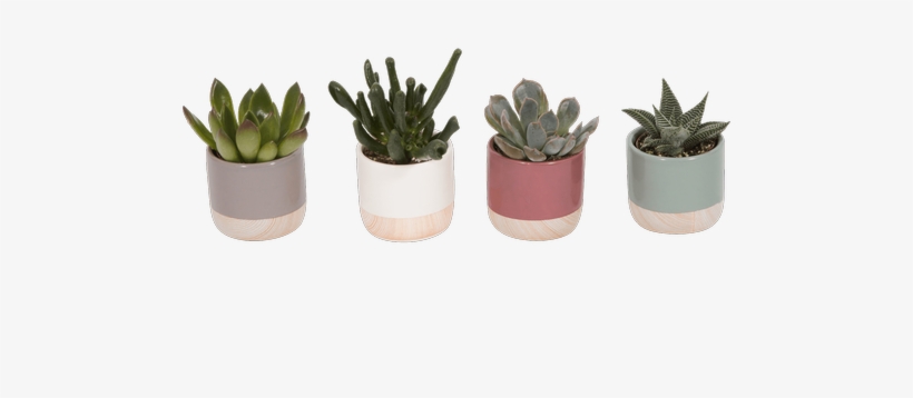 Small Succulent, Assorted • - Royer's Flowers & Gifts, transparent png download