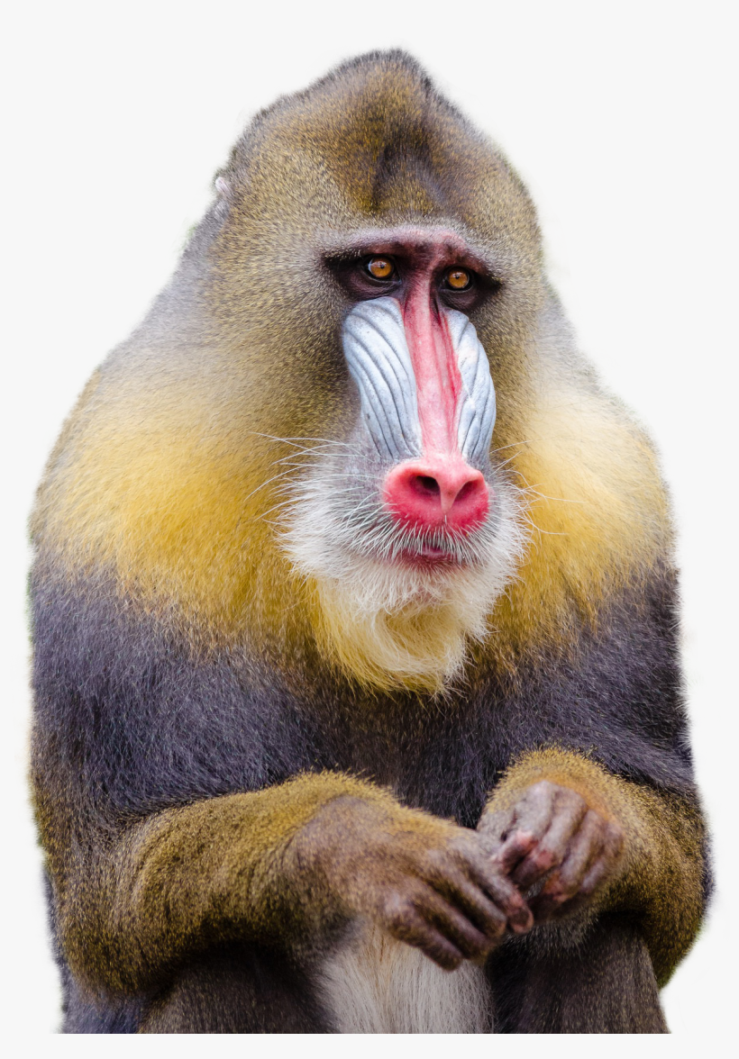 Free Png Mandrill Monkey Png Images Transparent - Monkey Png, transparent png download