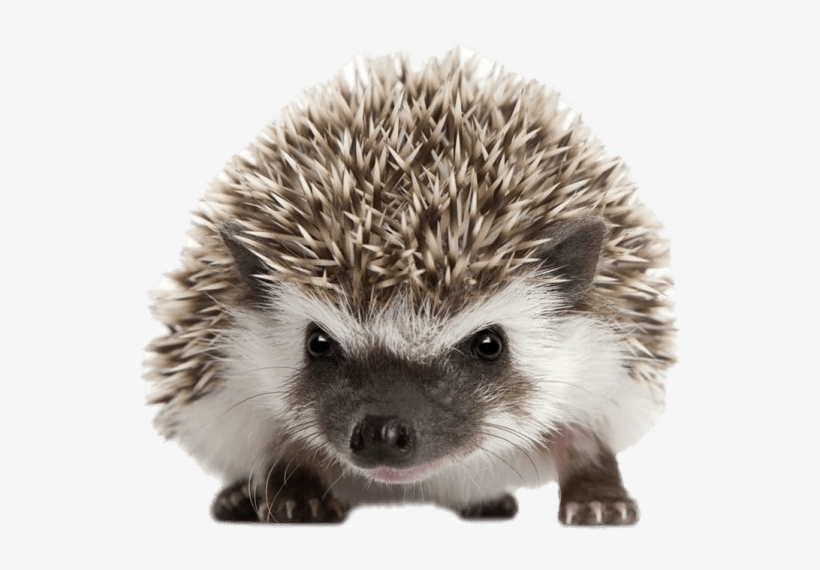 Animals - Hedgehog Png, transparent png download