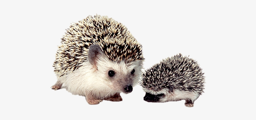 Animals - Hedgehog Transparent, transparent png download
