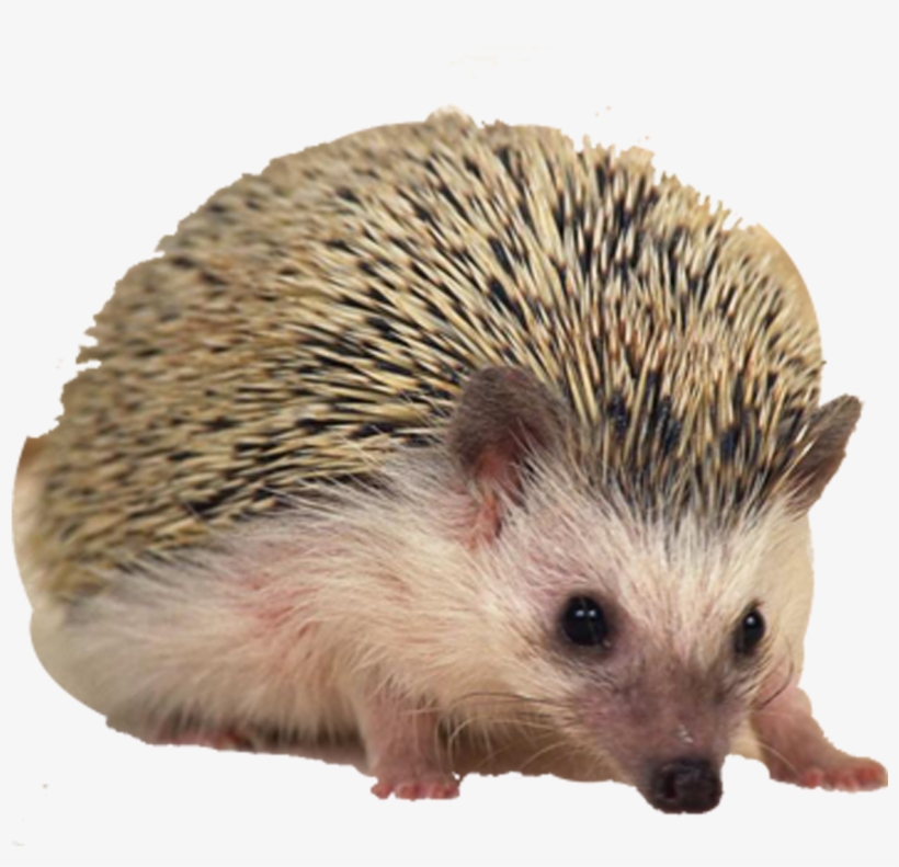 Hedgehog Png Free Download - Hedgehog Png, transparent png download