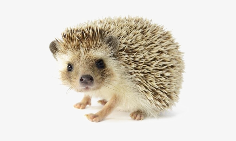Hedgehog Png Image Background - Png Hedgehog, transparent png download