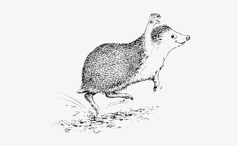 Releasing Captive Hedgehogs Into The Wild - Punxsutawney Phil, transparent png download