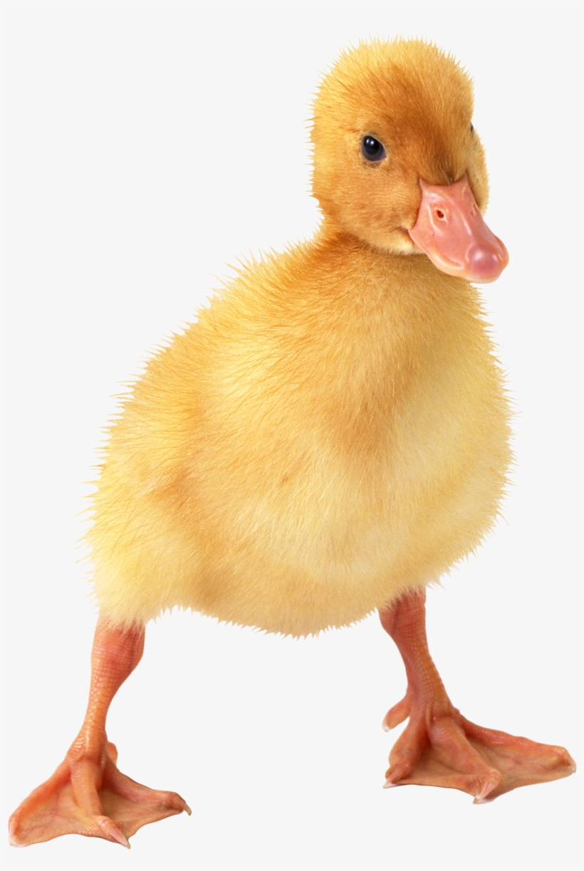Duckling Png, transparent png download