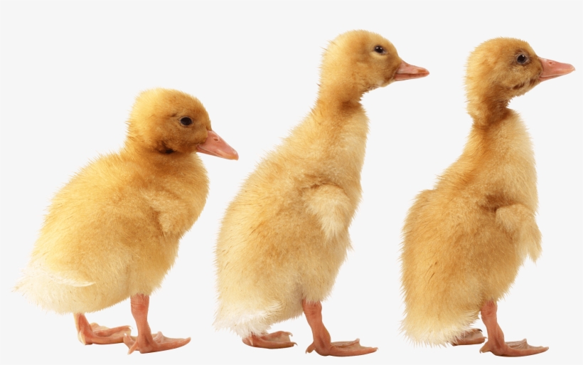 3 Little Cute Ducklings Png Image - Duckling Png, transparent png download