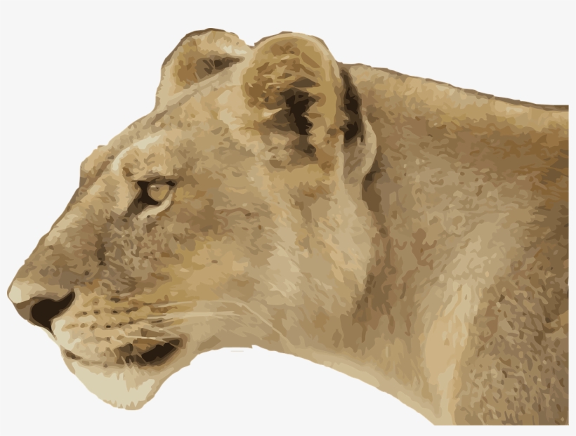 Lioness Png Free Download - Transparent Lioness, transparent png download