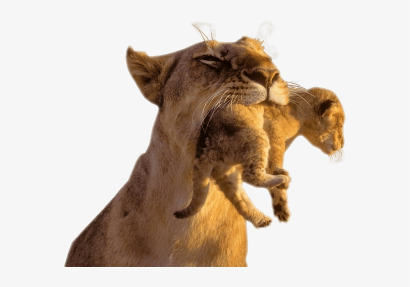 Animal With No Background, transparent png download