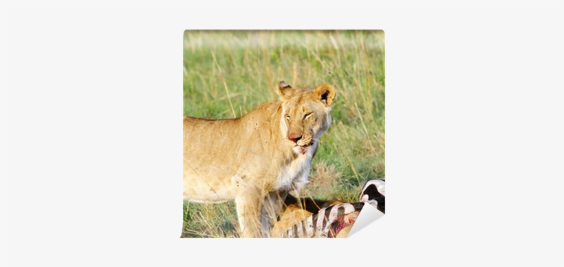 A Beautiful Lioness Infront Of Killed Zebra Wall Mural - Lion, transparent png download