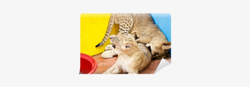 Lion, transparent png download