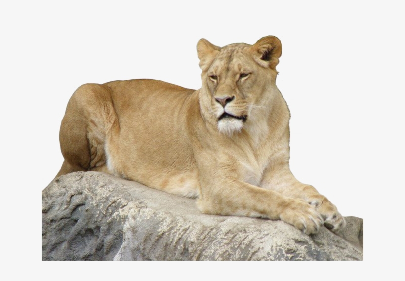 Lioness Transparent Image - صورة لبؤة, transparent png download
