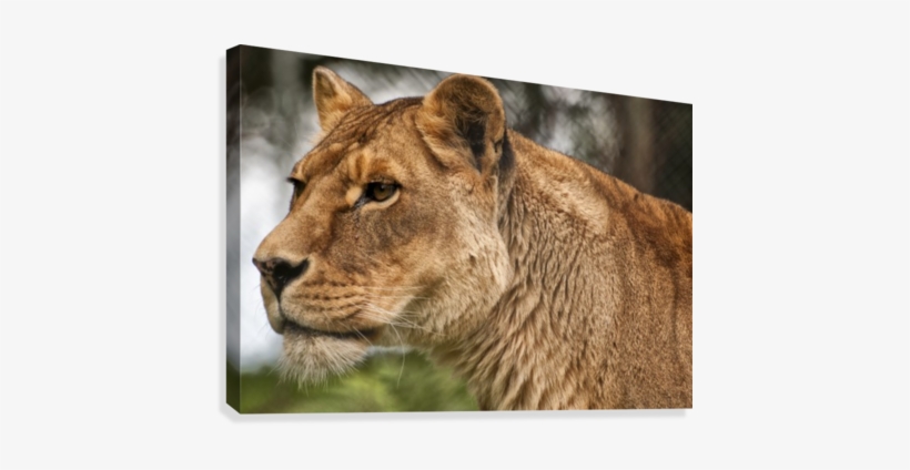 Josie The Lioness Canvas Print - Printing, transparent png download