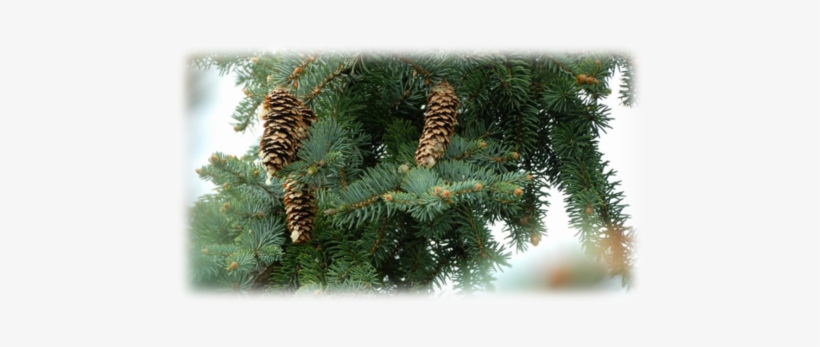 Choose Your Own Christmas Tree - Pine, transparent png download