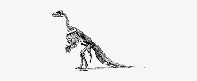 Tyrannosaurus Fossil Skeleton - Dinosaurs Didn T Read Now They Are Extinct, transparent png download
