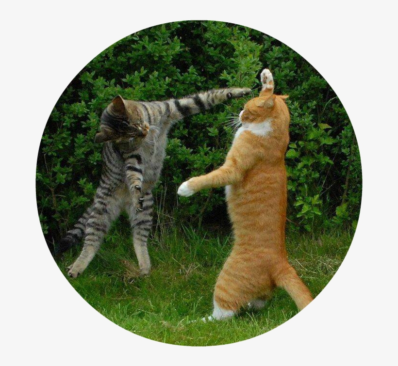 39365 Cats Two Cats Fighting - Air Hug, transparent png download
