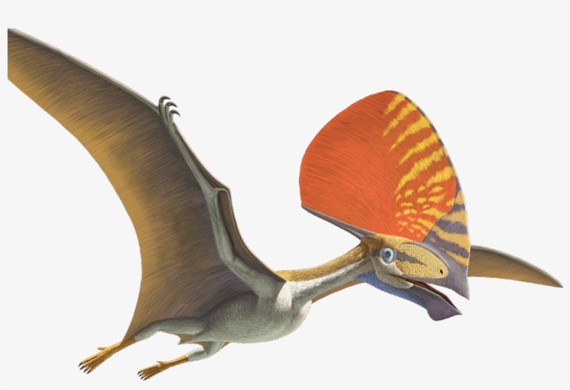 Pterosaurs Flight In The Age Of Dinosaurs Pterodaustro, transparent png download