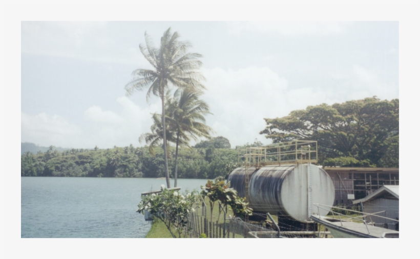 Pterosaur Alive Finschhafen Harbor, Papua New Guinea, - Extinction, transparent png download