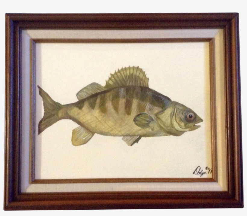 Yellow Perch Fish, Acrylic Painting On Board, Signed - Freshwater Fish, transparent png download