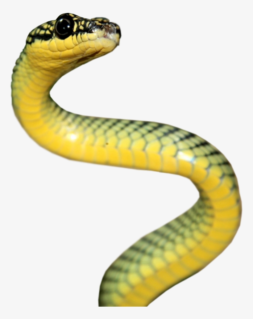 Le Serpent Png, transparent png download