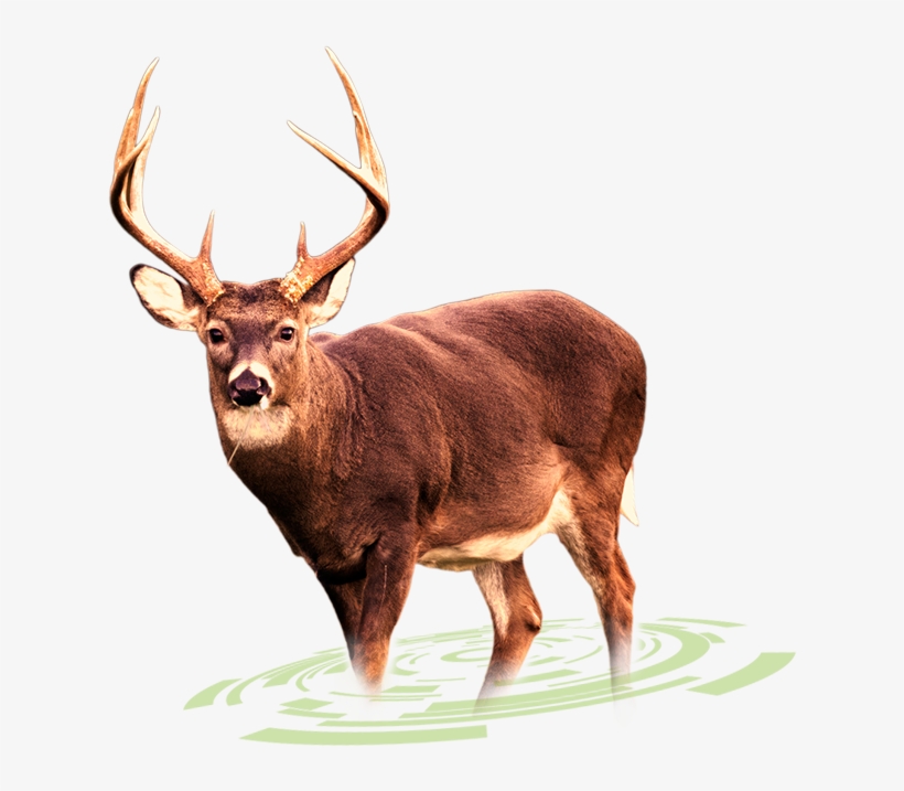 White Tailed Deer Png - Deer Png, transparent png download