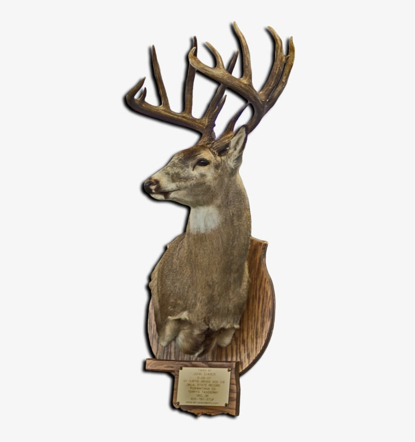 State Record Buck - Portable Network Graphics, transparent png download