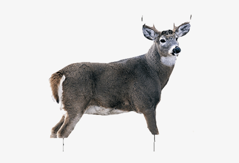 White Tail Buck, transparent png download