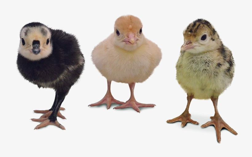 As Always, We Remind You To Order Early Turkey Chicks Vs Chicken Chicks PNG Image