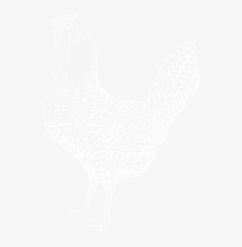 Australian Heritage Breed Chickens - Chicken, transparent png download