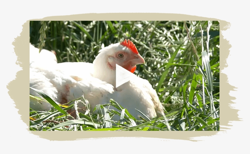 Our Chickens Are Free To Be Chickens - Chicken, transparent png download