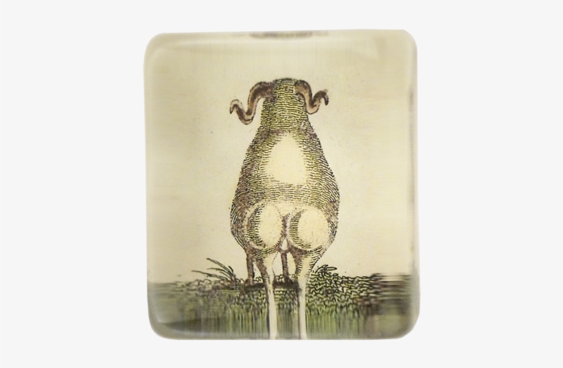 Sheep Butt Sheep Butt - Sheep, transparent png download