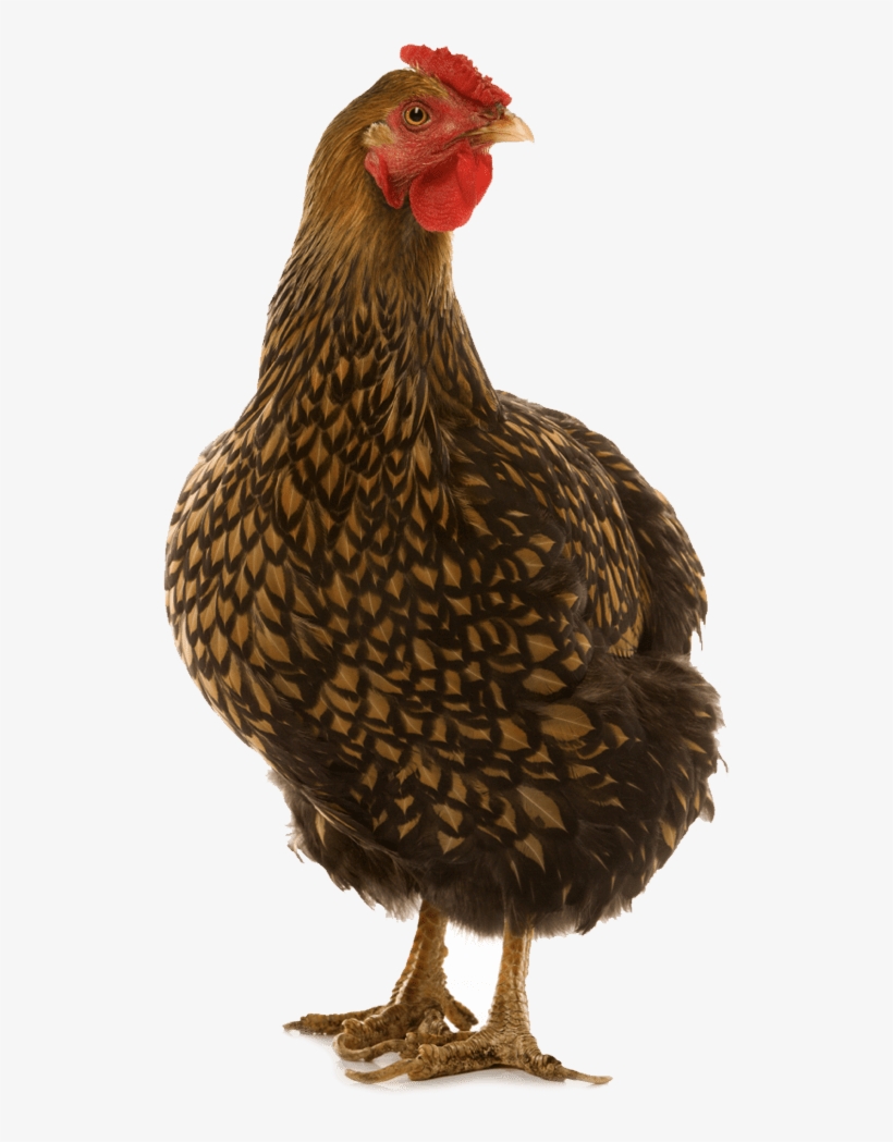 Brown Chicken Png High-quality Image - Golden Laced Wyandotte Chicken, transparent png download