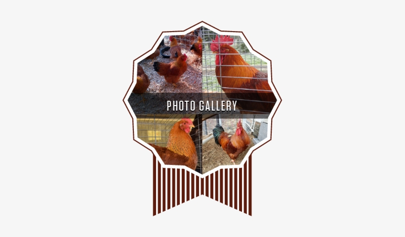 New Hamp Ribbon Gallery - New Hampshire, transparent png download